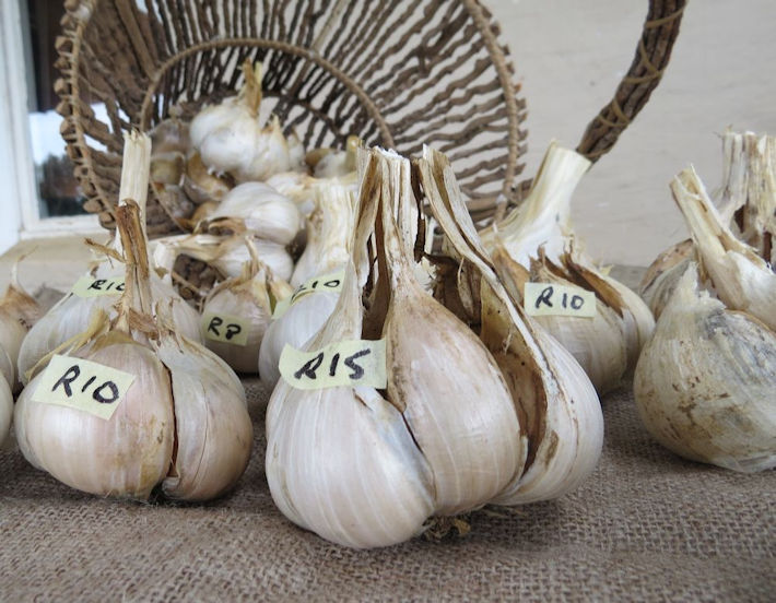 Garlic for sale at the Easter market